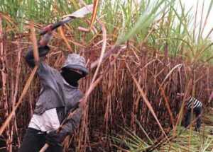 Sugarcane workers