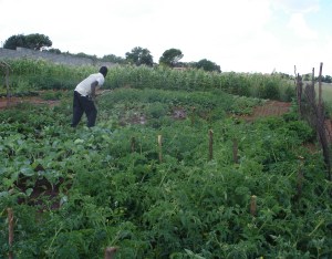 Food garden linked to ZACF-PMCP anarchist project, Motsoaledi squatter camp, Soweto, 2007 [1]