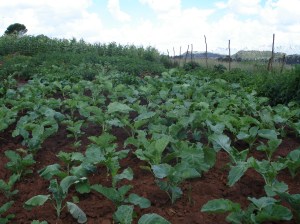 Food garden linked to ZACF-PMCP anarchist project, Motsoaledi squatter camp, Soweto, 2007 [2]
