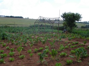 Food garden linked to ZACF-PMCP anarchist project, Motsoaledi squatter camp, Soweto, 2007 [3]